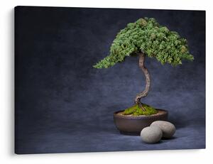 Slika - Bonsai (70x50 cm)