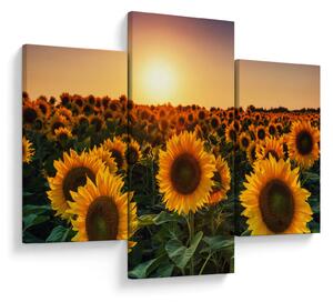 Slika - Suncokret (90x60 cm)