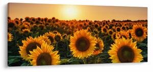 Slika - Suncokret (120x50 cm)