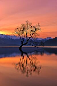 Fotografija Lone Tree is not Lonely, Mei Xu