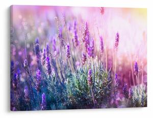 Slika - Lavanda u sjaju sunca (70x50 cm)