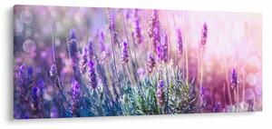 Slika - Lavanda u sjaju sunca (120x50 cm)