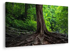 Slika - Staro drvo s korijenjem (90x60 cm)