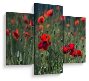 Slika - Livada s makom (90x60 cm)