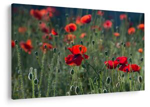 Slika - Livada s makom (90x60 cm)