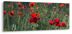 Slika - Livada s makom (120x50 cm)