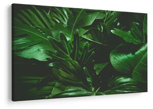Slika - Lišće palme (90x60 cm)