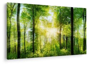 Slika - Zora u šumi (90x60 cm)