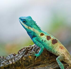 Fotografija Blue iguana in the nature, dangphoto2517