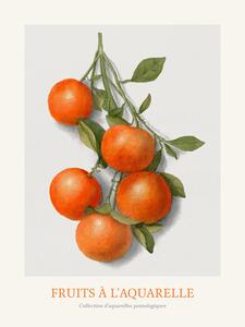Reprodukcija Oranges (Watercolour Kitchen Fruit), (30 x 40 cm)
