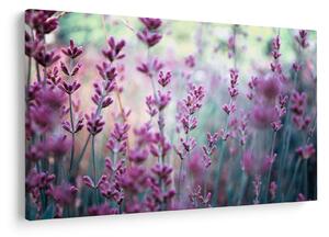 Slika - Lavanda (90x60 cm)