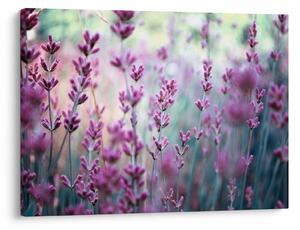 Slika - Lavanda (70x50 cm)