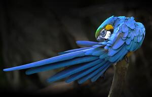 Fotografija Blue parrot, Abbas Ali Amir