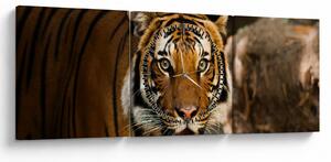 Slika tigra (sa satom) (90x30 cm)