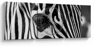 Slika zebre (sa satom) (90x30 cm)