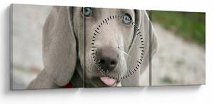 Slika - štene Weimaranera (sa satom) (90x30 cm)