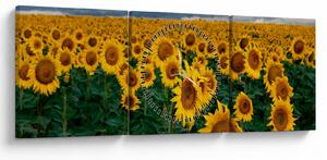 Slika polja suncokreta (sa satom) (90x30 cm)