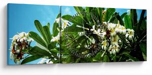 Slika - Plumerija (sa satom) (90x30 cm)
