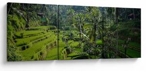 Slika rižinih terasa Tegalalang, Bali (sa satom) (90x30 cm)