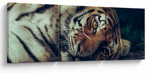 Slika - Sibirski tigar (sa satom) (90x30 cm)