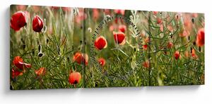 Slika procvalih makova (sa satom) (90x30 cm)