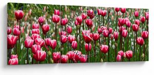 Slika tulipana (sa satom) (90x30 cm)