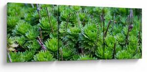 Slika sukulenata (sa satom) (90x30 cm)