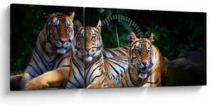 Slika - Tiger bratje (sa satom) (90x30 cm)