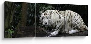Slika - Albino tiger (sa satom) (90x30 cm)