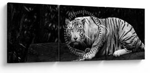 Slika - Albino tiger, črno-bela (sa satom) (90x30 cm)