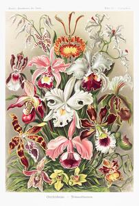 Poster Ernst Haeckel - Orchideen