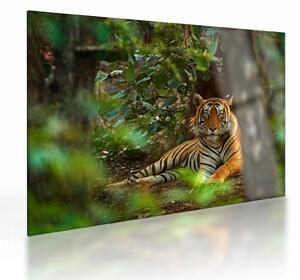 Staklena slika počivajočega tigra (70x50 cm)