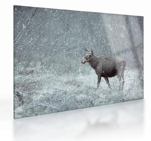 Staklena slika - Los v zasneženem gozdu (70x50 cm)