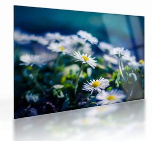 Staklena slika marjetic (70x50 cm)