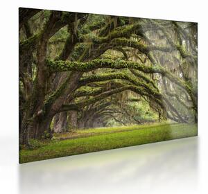 Staklena slika - Oaks Avenue, Charleston, Južna Karolina, ZDA (70x50 cm)