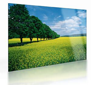 Staklena slika polja z alejo (70x50 cm)