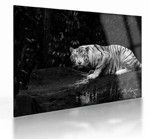 Staklena slika - Albino tiger, črno-bela (70x50 cm)