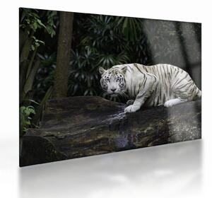 Staklena slika - Albino tiger (70x50 cm)