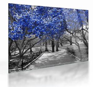 Staklena slika - Modra drevesa, Central Park, New York (70x50 cm)