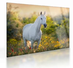 Staklena slika belega konja na travniku (70x50 cm)