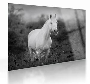 Staklena slika belega konja na travniku, črno-bela (70x50 cm)