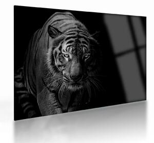 Staklena slika divjega tigra (70x50 cm)