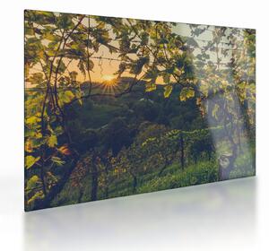 Staklena slika - Vinograd (70x50 cm)