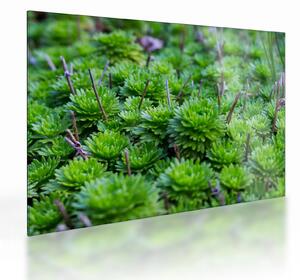 Staklena slika sukulenata (70x50 cm)