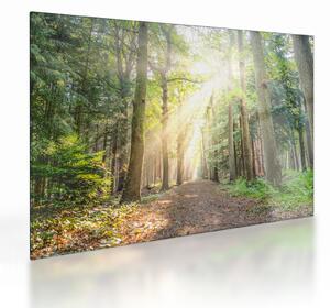 Staklena slika staze u šumi (70x50 cm)