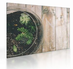 Staklena slika sukulenata u staklu (70x50 cm)