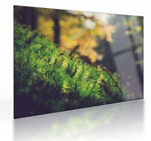 Staklena slika mahovine sa gljivom (70x50 cm)