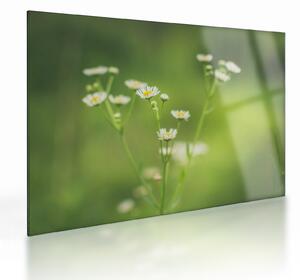 Staklena slika Tratinčice (70x50 cm)