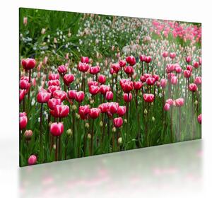 Staklena slika tulipana (70x50 cm)