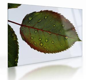 Staklena slika - List ruže (70x50 cm)